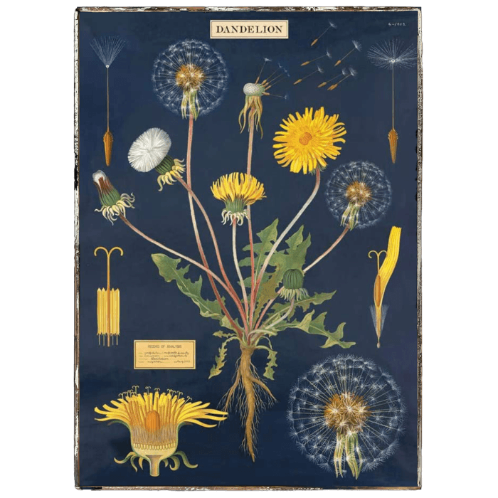 Dandelion Framed Poster - true RED betty