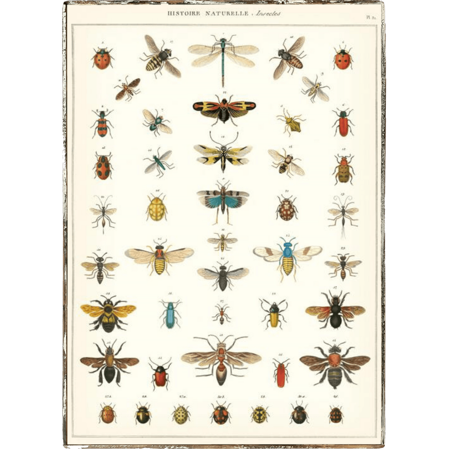 Insects Framed Poster - true RED betty