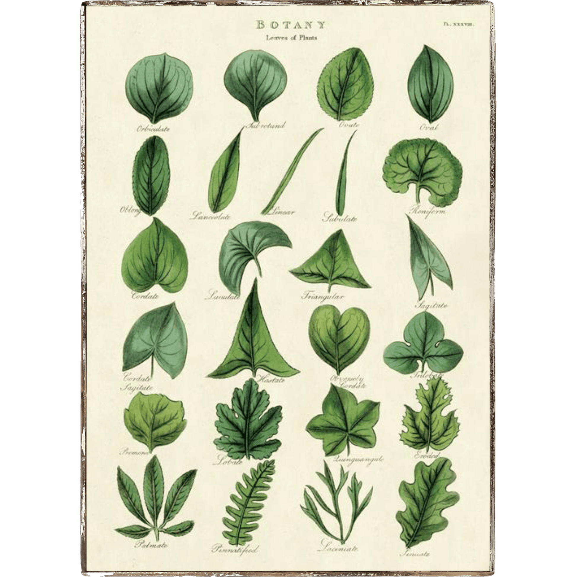 Botany Framed Poster - true RED betty