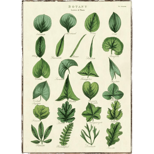 Botany Framed Poster - true RED betty