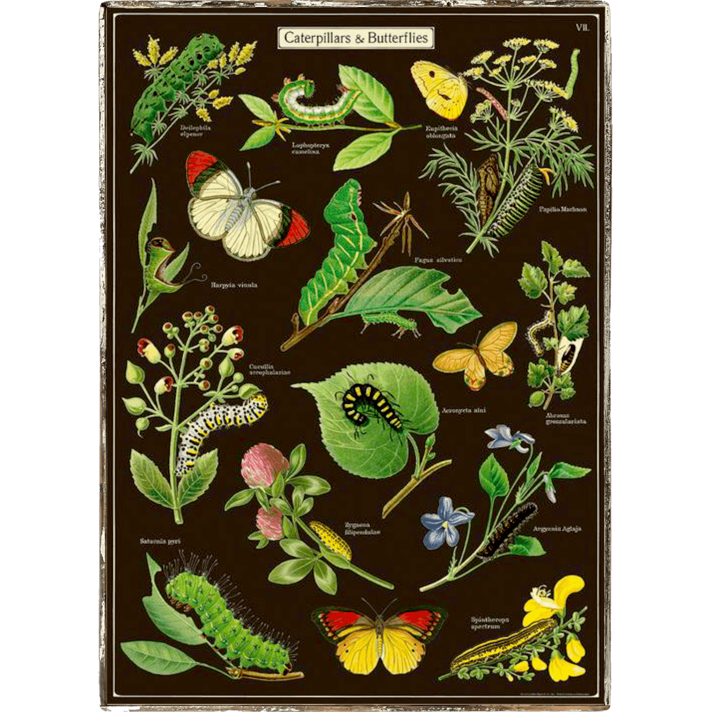 Caterpillars Framed Poster - true RED betty