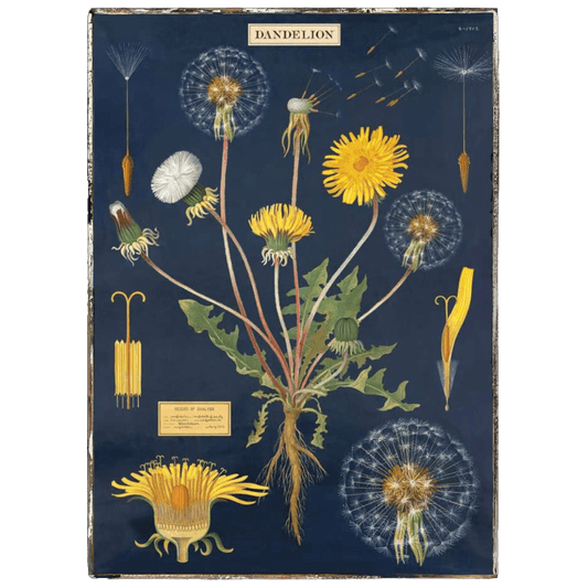 Dandelion Framed Poster - true RED betty