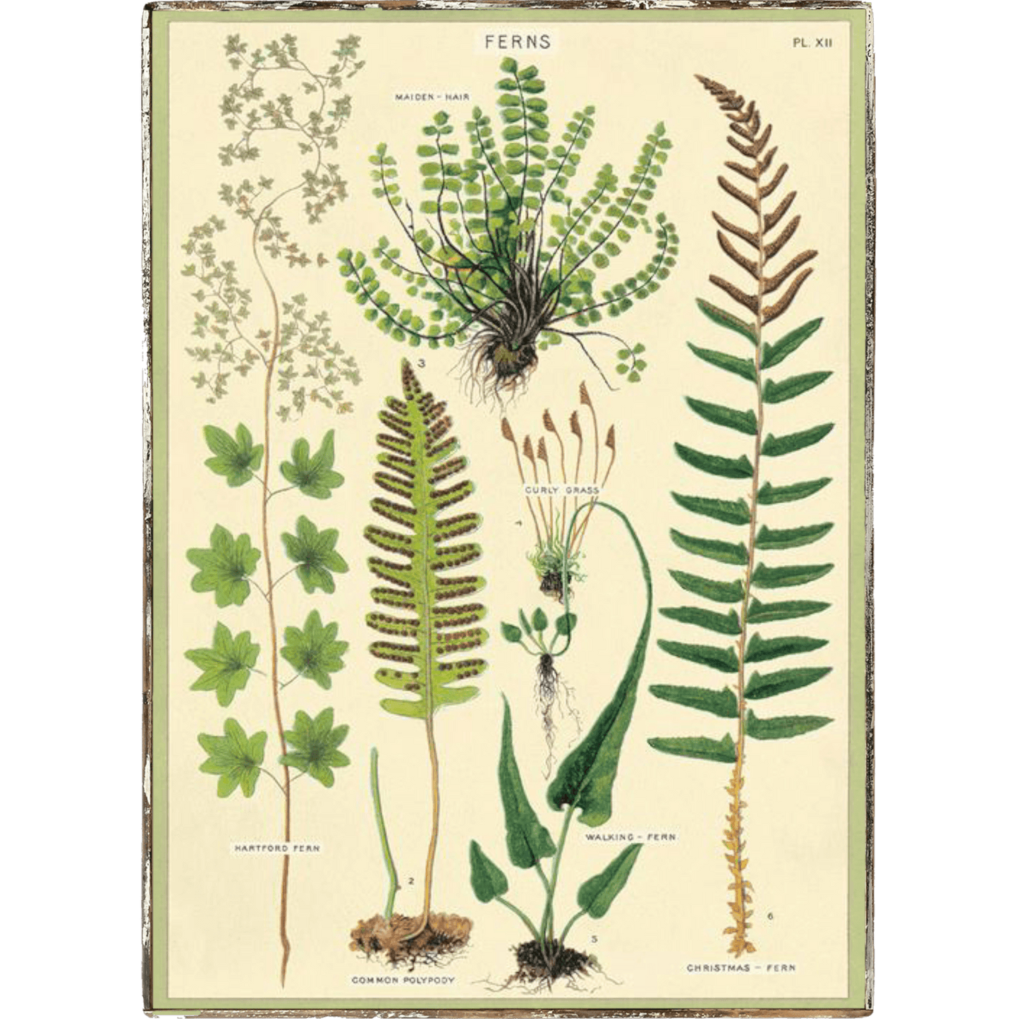 Ferns Framed Poster - true RED betty