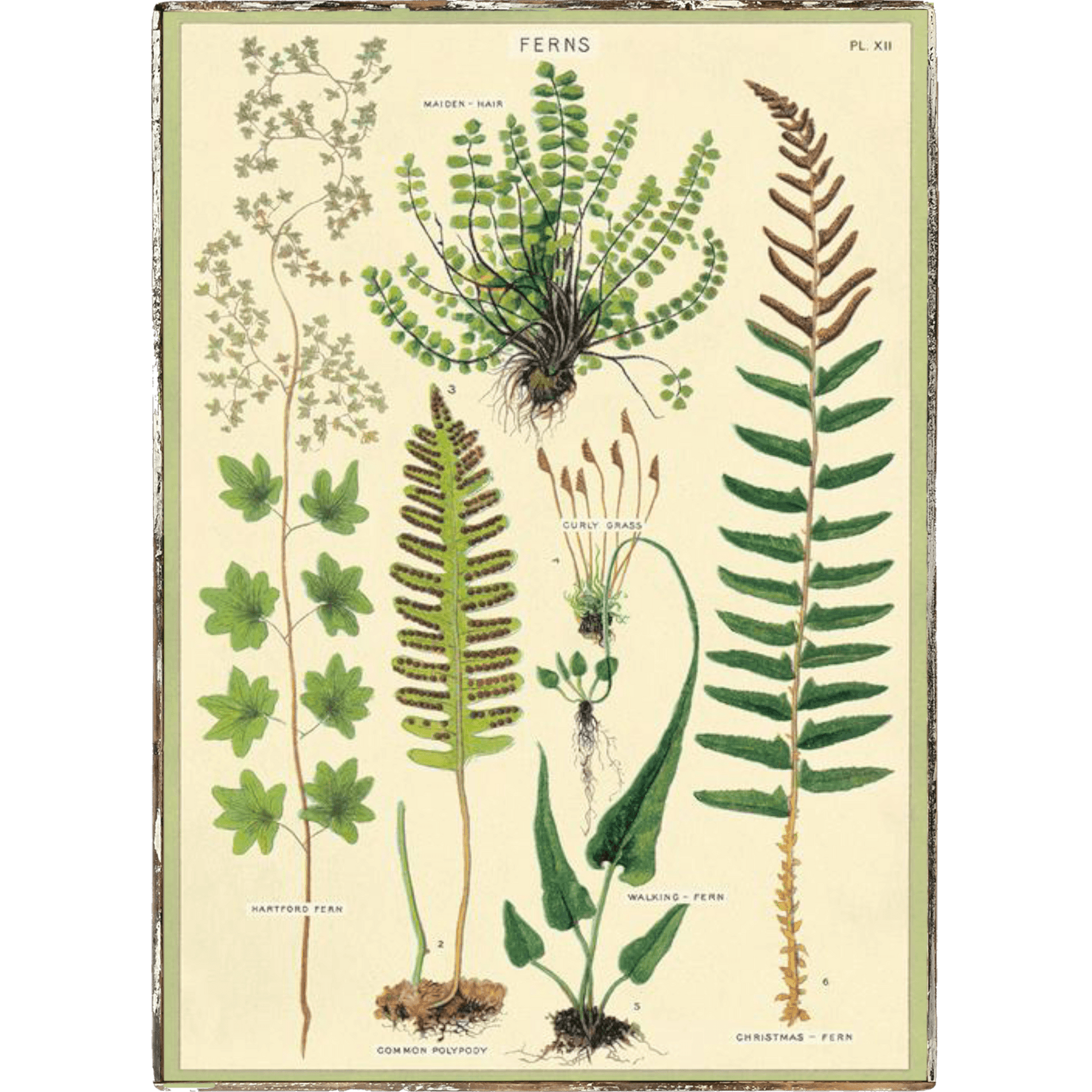 Ferns Framed Poster - true RED betty