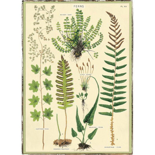 Ferns Framed Poster - true RED betty