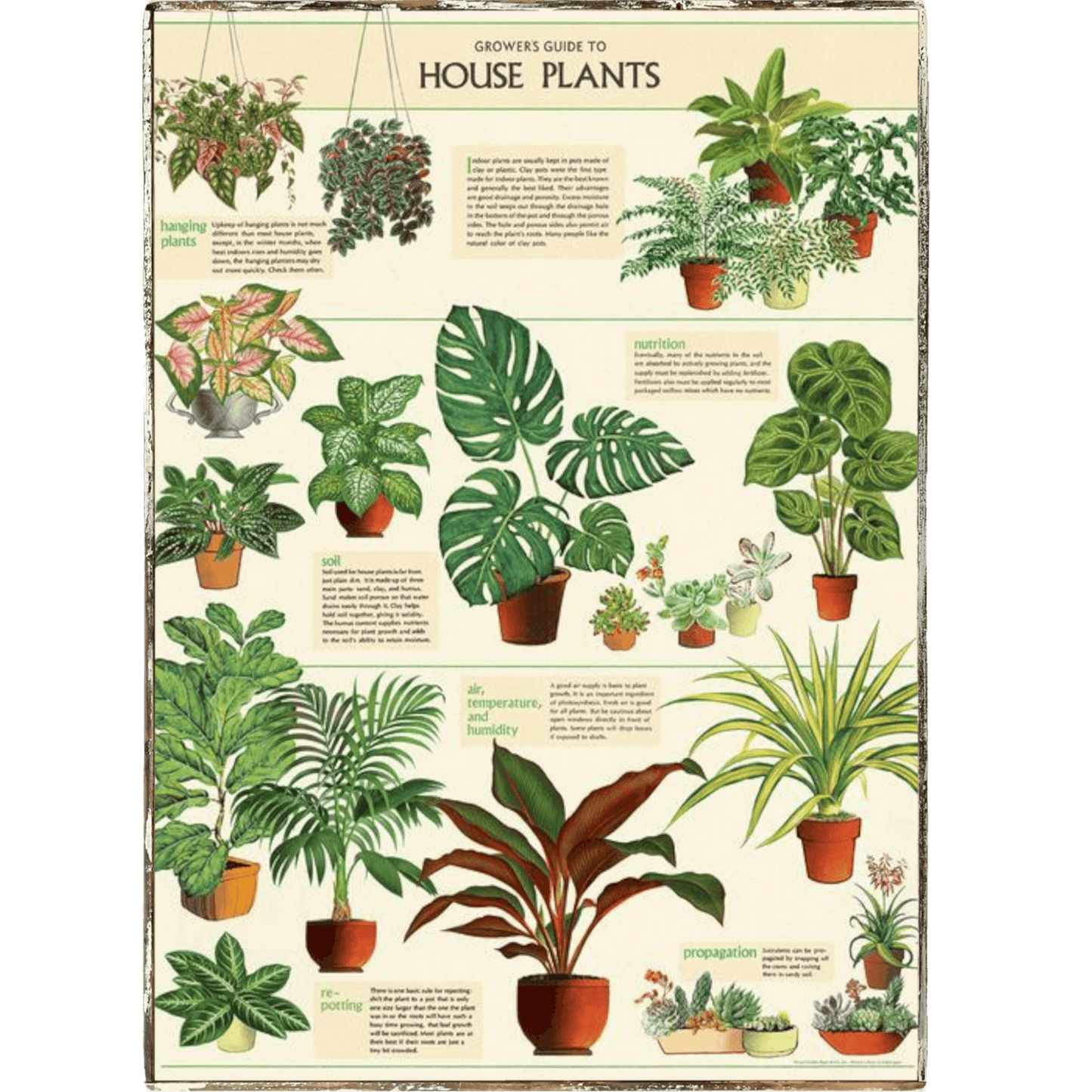 Houseplants Framed Poster - true RED betty