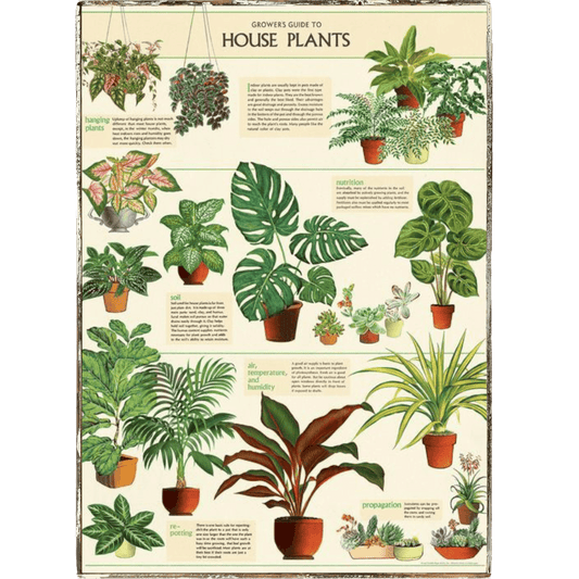 Houseplants Framed Poster - true RED betty