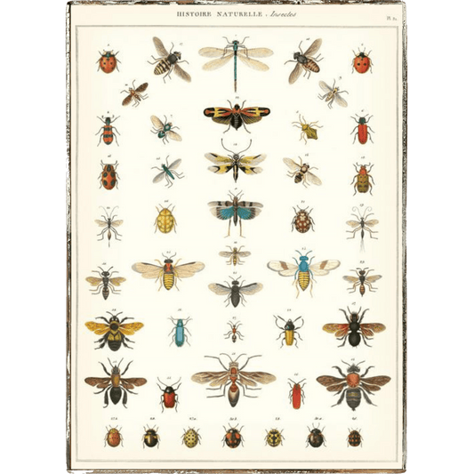 Insects Framed Poster - true RED betty